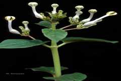 Ceropegia lawii